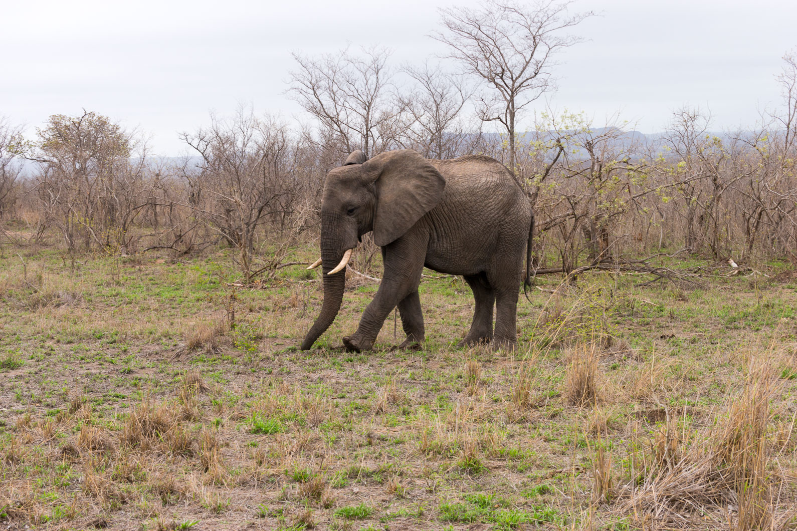 20161113 155504 Elefant